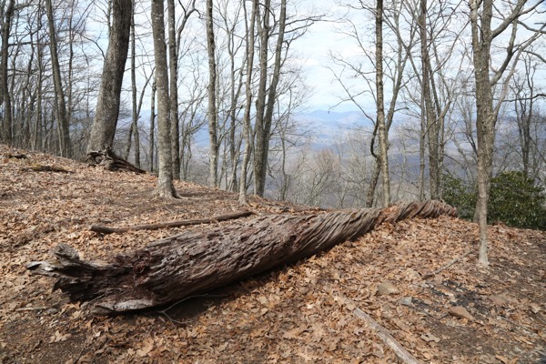 Twisted fallen log in forest