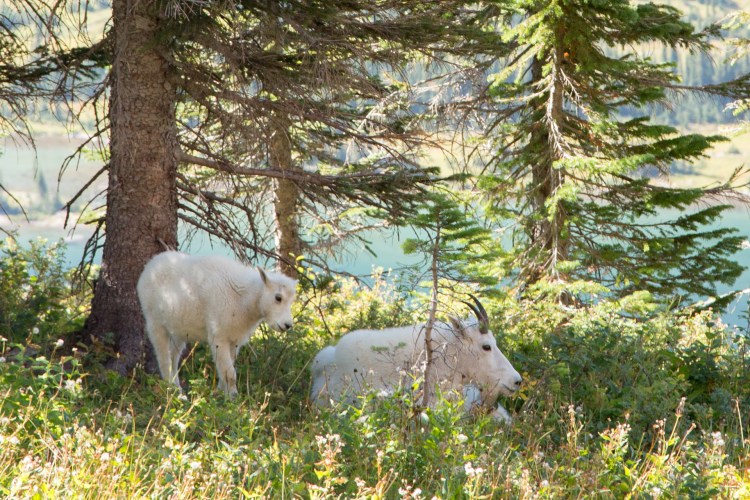 Mother and baby mountain goats