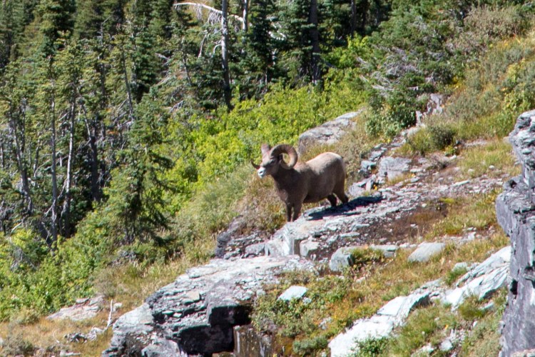 Bighorn Sheep near Hidden Lake
