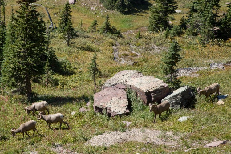 Grazing bighorn sheep