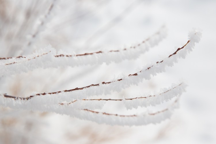 Branches with ice crystals