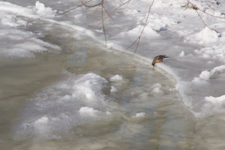 Bird drinking from freezing river