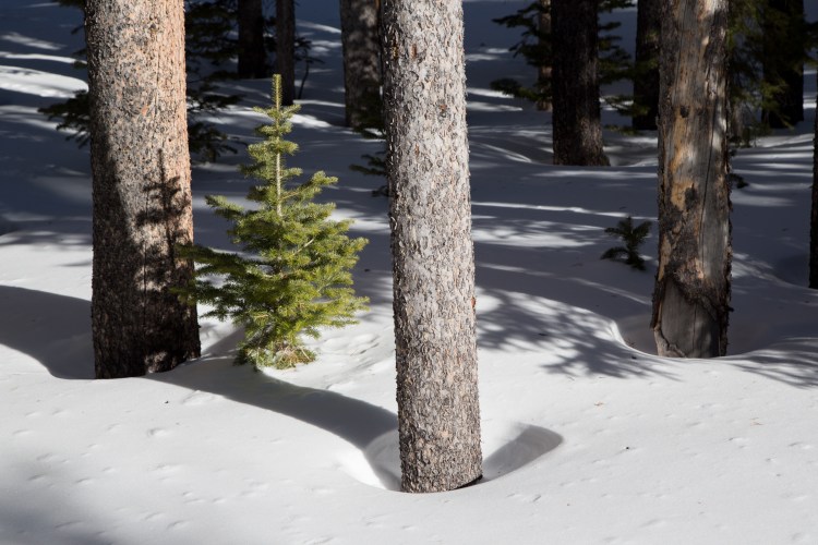 Snow at base of trees
