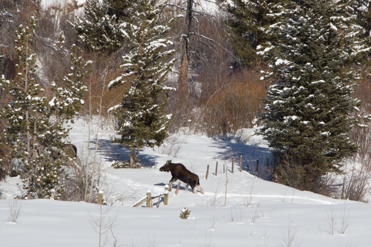 Young moose hopping over a fence in the snow