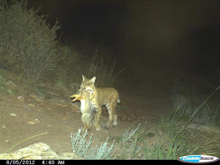 Bobcat carrying a rabbit dinner
