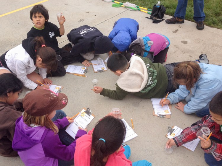 Anna taught her second field trip on Friday. The kids walk the field collecting critters in their bug boxes, then bring them back to the circle to draw and write down their observations.