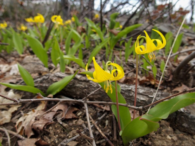 Glacier lilies