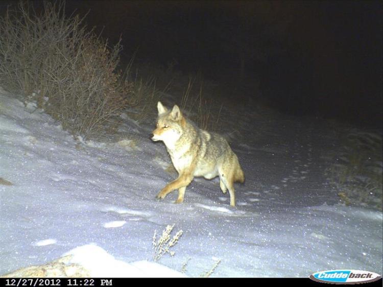 Coyote and tracks in snow