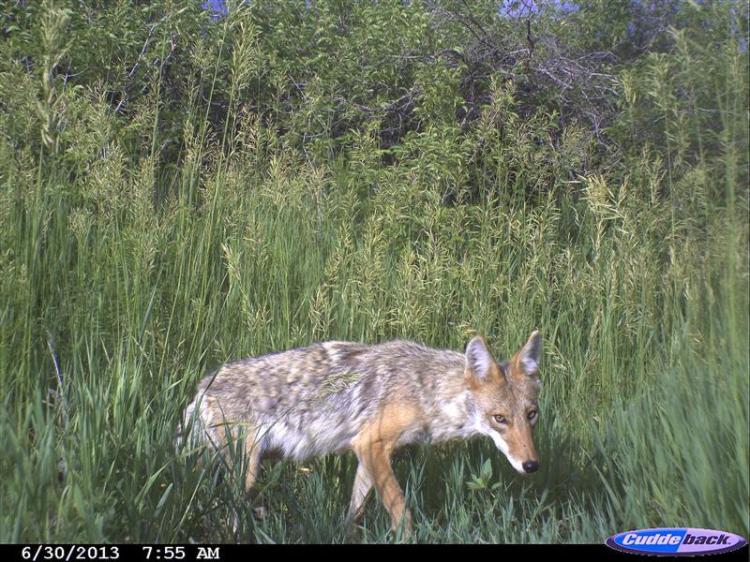 Coyote in tall grass