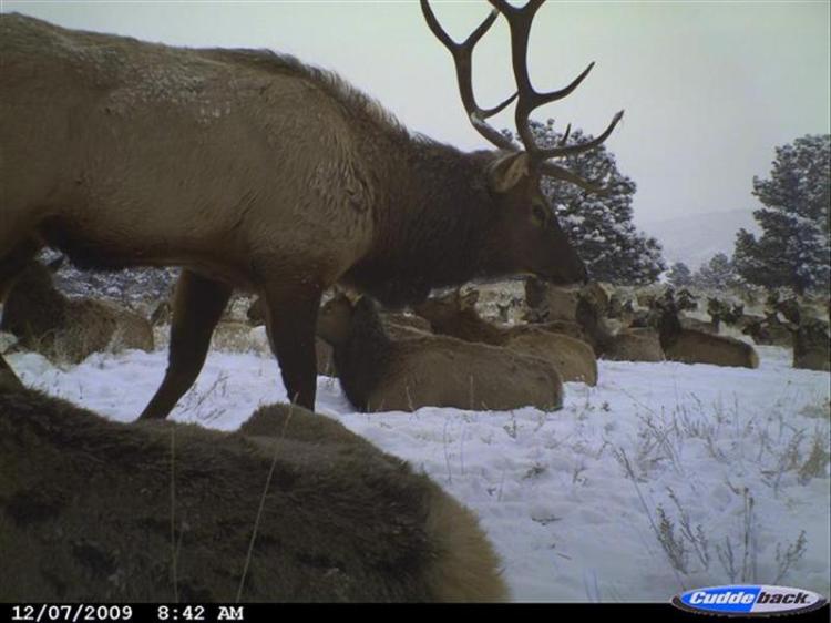 Herd of elk in snow