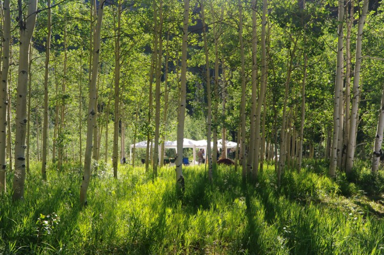 A view of our gathering place through the aspens