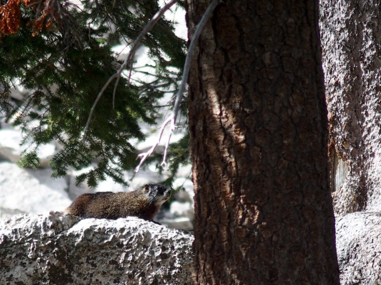 Marmot at Marion Lake