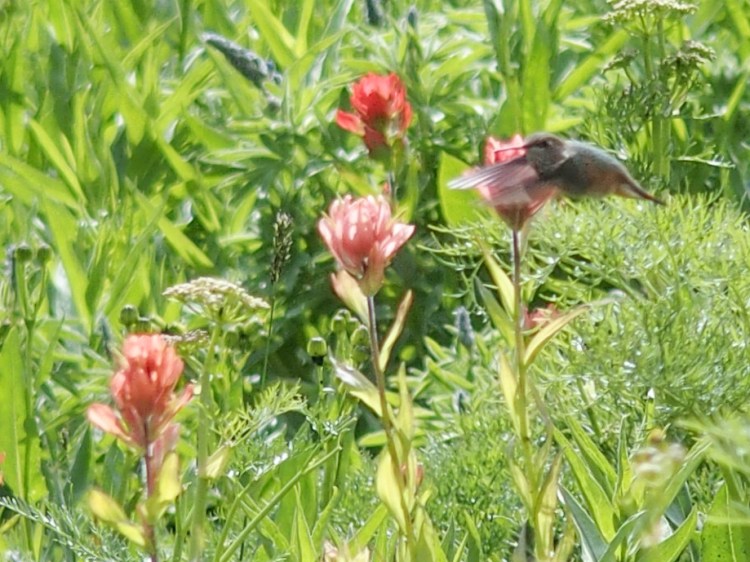 Hummingbird eating paintbrush nectar