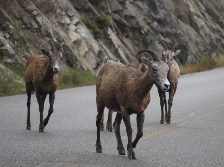 Bighorn sheep