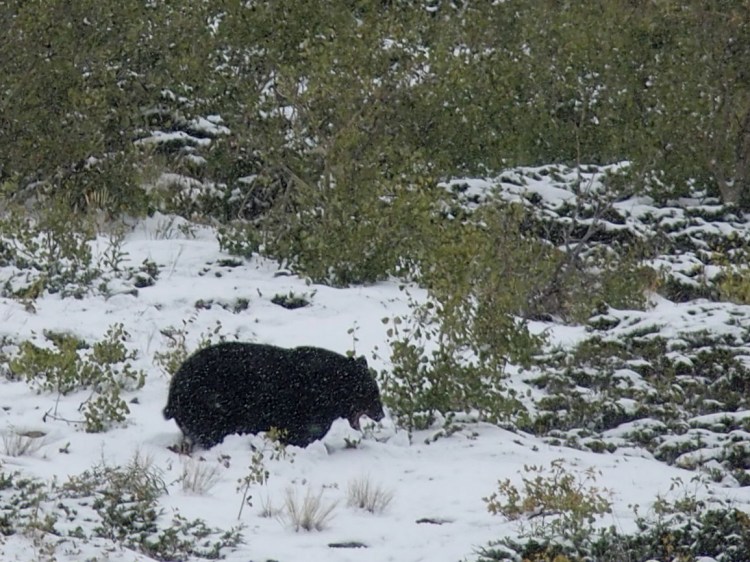 Black bear eating 