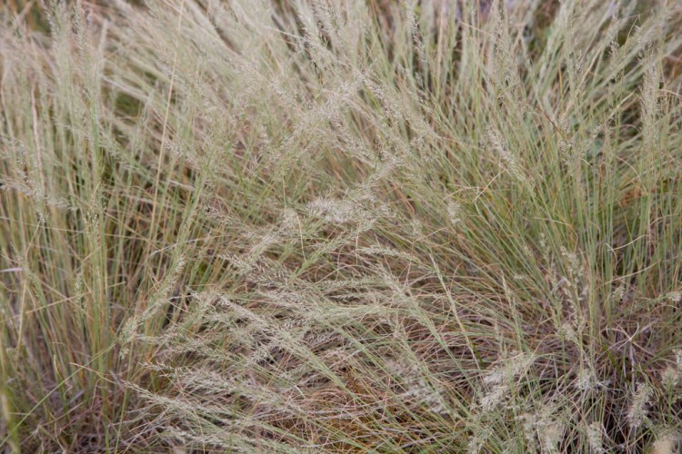Grasses in Lory State Park