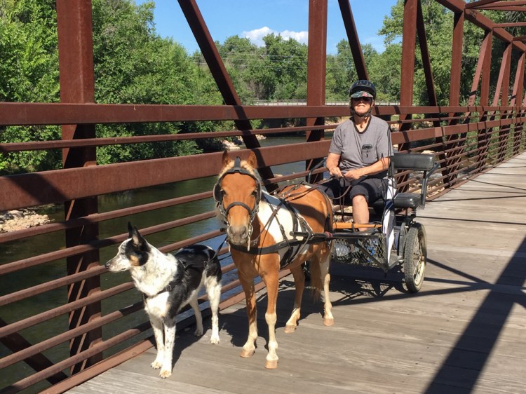 Pony and dog pulling a small carriage