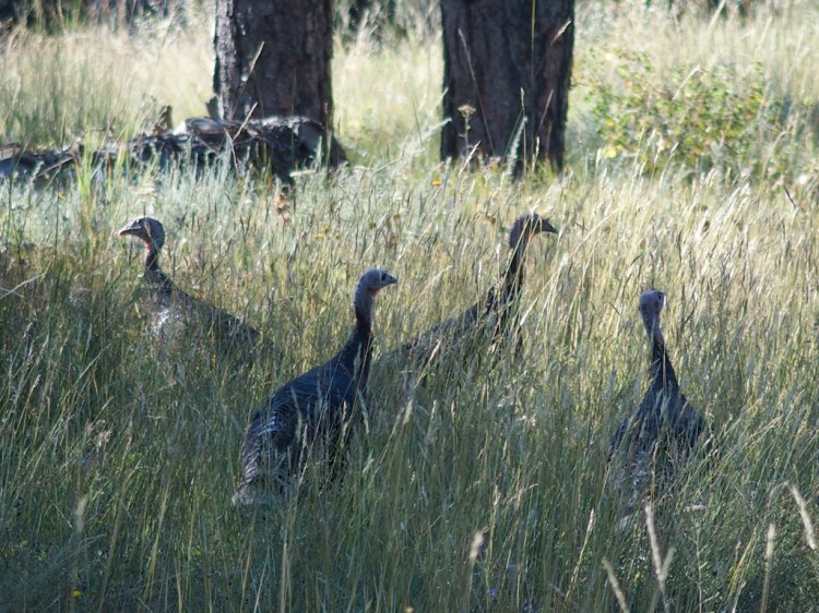 Wild turkeys