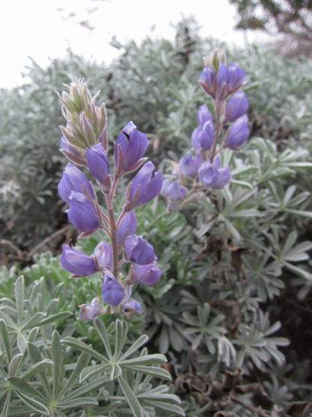 Lupine