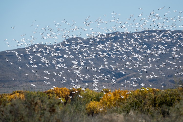 A collection of geese has many fun names, including a 