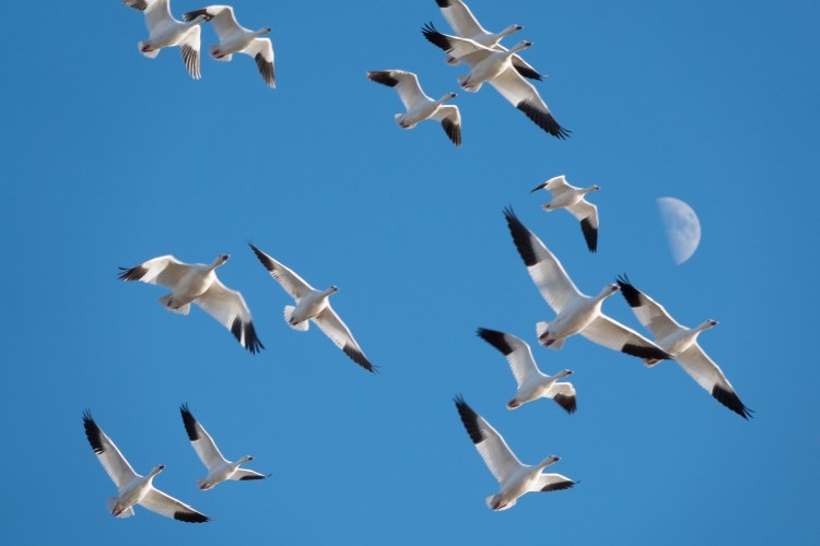Snow geese migrate from northern Canada