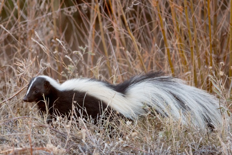 Striped skunk