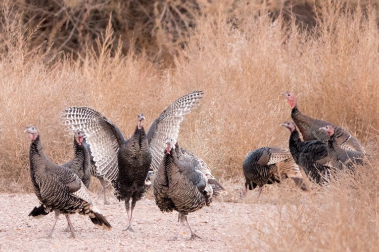 Wild turkeys