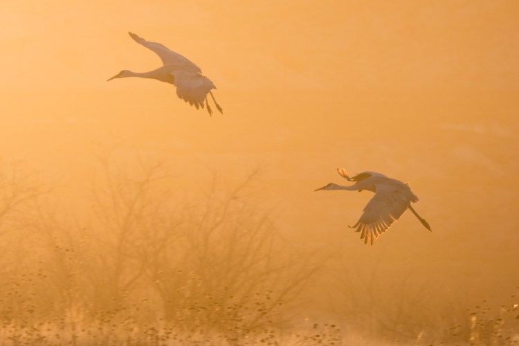 It was mesmerizing watching each set of cranes glide gracefully over the pond