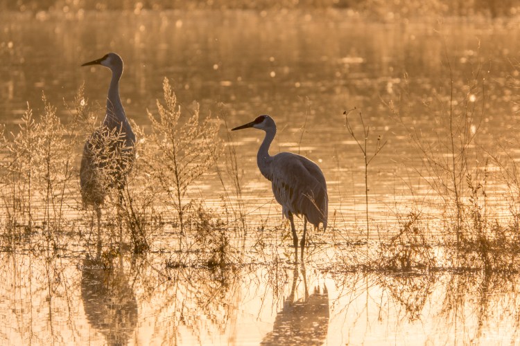 Sandhill cranes like to roost in shallow water for protection from predators