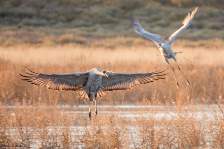Sandhill cranes have an impressive 6 foot wingspan