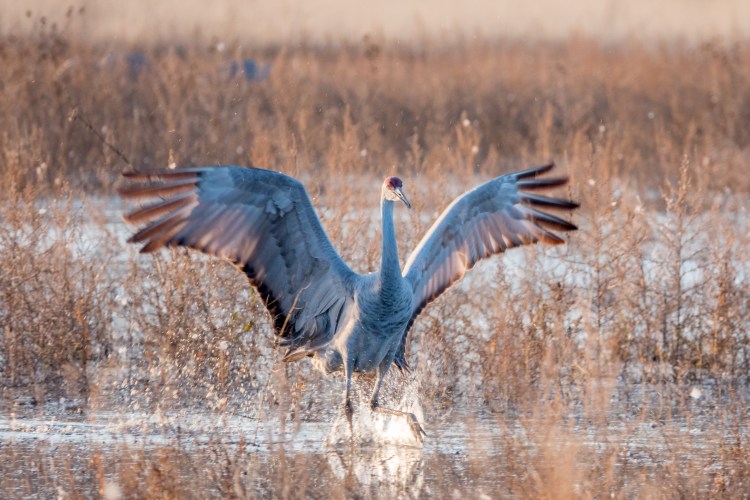 Sandhill cranes migrate to Bosque del Apache wildlife refuge in November