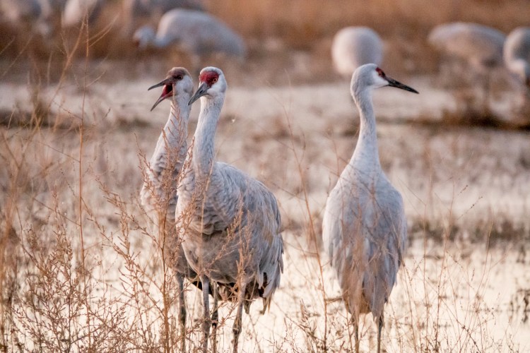 Sandhill cranes are very social